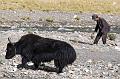 Yak and Herder